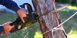  Plandome, NY Tree Removal Pros