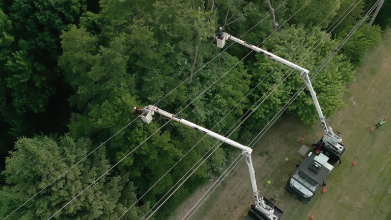 Best Weed Control  in Plandome, NY