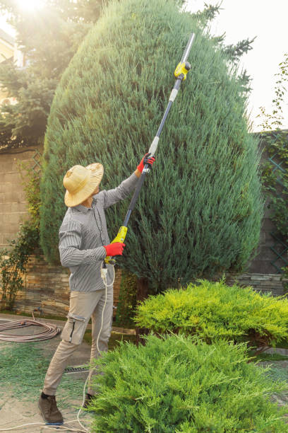 Best Emergency Tree Removal  in Plandome, NY