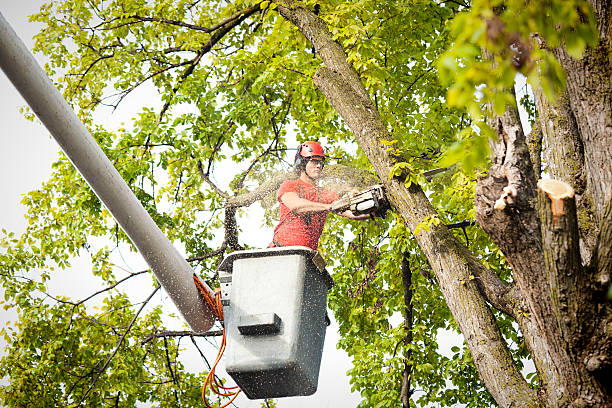 Best Seasonal Cleanup (Spring/Fall)  in Plandome, NY