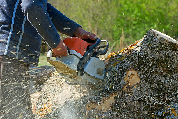 How Our Tree Care Process Works  in  Plandome, NY